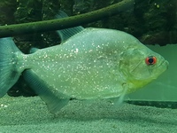 Black Rhombeus piranha approx 7.5"