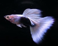 HB Blue Pastel Guppies - Greenock collection only. £1 per fish.