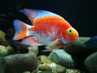 LARGE PARROT CICHLIDS REDUCED.