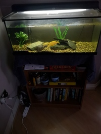 Two musk turtles, 36L tank, Eheim water filter, heater, light and condensation lid.