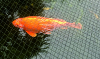 3 x LARGE KOI CARP, 2 x GOLDEN TENCH