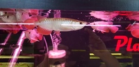 HIGH BACK RED TAIL GOLDEN AROWANAS