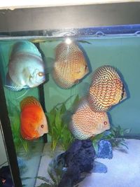 For Sale 5x Stendker Discus