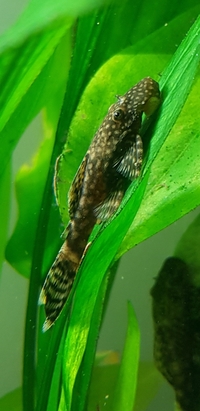 Bristlenose Plecos (Ancistrus) For Sale