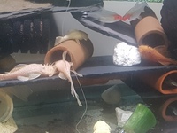 x2 male German Super Red Plecs