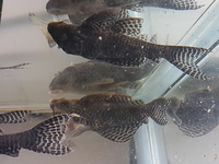 L066 King Tiger Plecos for sale 5 Male 2 Female