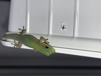 Gold Dust Day Gecko . Phelsuma Laticauda