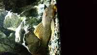 L14 SUNSHINE PLECO FOR SALE £175 ono