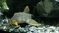 L14 SUNSHINE PLECO FOR SALE £175 ono