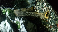 L14 SUNSHINE PLECO FOR SALE £175 ono