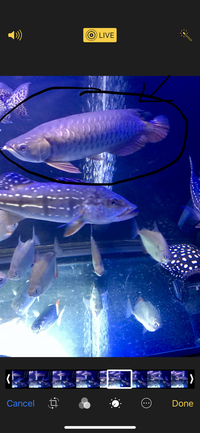 Arowana