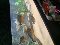 12 x 4-6” Red belly Piranhas - £80 - Wirral