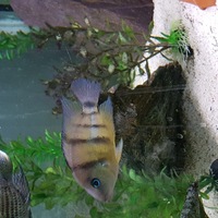 Cichlids $or sale