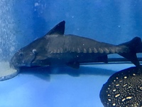 24 inch ripsaw catfish Free to a good home