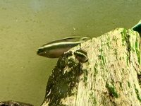 Pelvicachromis Pulcher - Kribs for sale