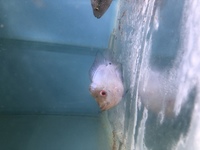 4inch Flowerhorn - Thai Blue Silk - Collection grays essex