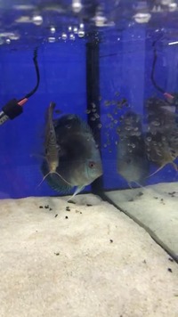 Breeding pair of Chens discus