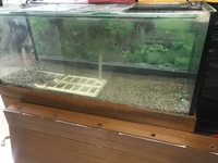 5ft tank with stand and lid