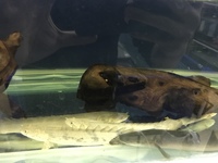 Bichir for sale