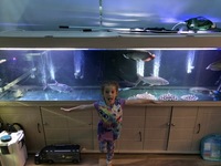 10ft fish tank aquarium