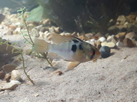 German Blue Cichlids - Male and Female Pair