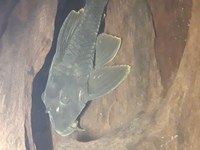 Tank closure plecs corys and cichlids