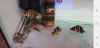DATNOIDES TIGER FISH + MORE