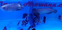 DATNOIDES TIGER FISH + MORE
