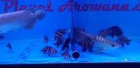 DATNOIDES TIGER FISH + MORE