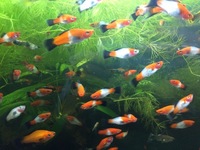 Koi Swordtails for Sale -beautiful red and white with black fins Rare