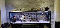 800 liters fish tank with cabinet, fishes and filter