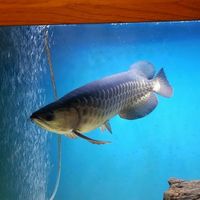 Stunning Red Tail Golden (HBRTG) Arowana 39cm/15inch £900 - London, Hackney