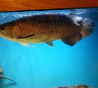 Stunning Red Tail Golden (HBRTG) Arowana 39cm/15inch £900 - London, Hackney