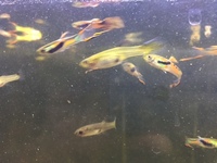 Endler Guppies 3/£1 35/£10