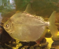 NOW SOLD---Excellent shoaling fish with big Cichlids---3 x Silver Dollar Tetras (2 x 4 inch/1 x 3 inch)--£40 or make me an offer for all 3 in Leeds