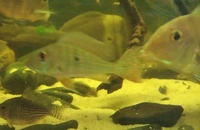 BARGAIN-Open to offers-all must go-SALE--Geophagus,Angelfish South American Cichlids collection for sale in Leeds