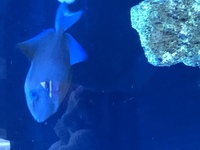 Marine fish
