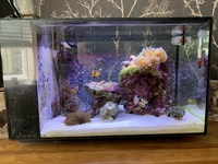 Fluval Evo 13.5 Saltwater Aquarium £175