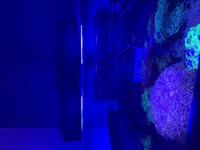 Marine fish tank - ecotech Radion g4 aquatronica ‘ maxspect now breaking