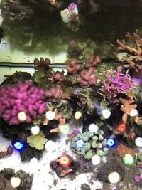 Stunning LPS,SPS and Mushroom corals