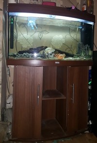 3ft juwel 180ltr bowfront Vision aquarium & cabinet (full setup)