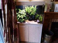 Complete Tropical Aquarium inc fish for sale