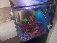 MARINE FISH AND CORALS IN TMC SIGNATURE 600 COMPLETE REEF SYSTEM - OFFERS OVER £150.00