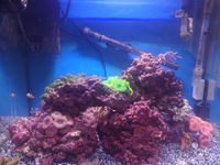 TMC SIGNATURE 600 COMPLETE REEF SYSTEM WITH FISH AND CORALS - OFFERS OVER £150.00