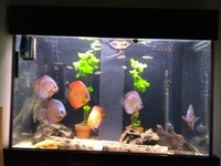 Aquaone 300 Discus tank