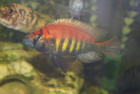 Pundamilia Nyererei Fish for sale.