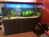 ND Aquatics 550 Litre Tank & Accessories + Fish