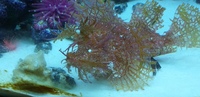 Rhinopias frondosa REDUCED PAID £350 WILL TAKE £200very rare WEEDY SCORPION FISH AMAZING BIZARRE reduced