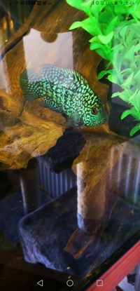 Cichlids for sale