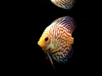 Discus for sale YORK